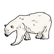 polar bear